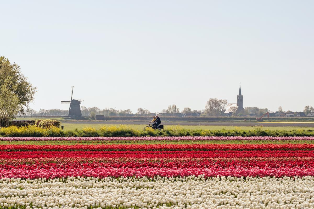 Tulpenveld met op de achtergrond een molen en een kerk
