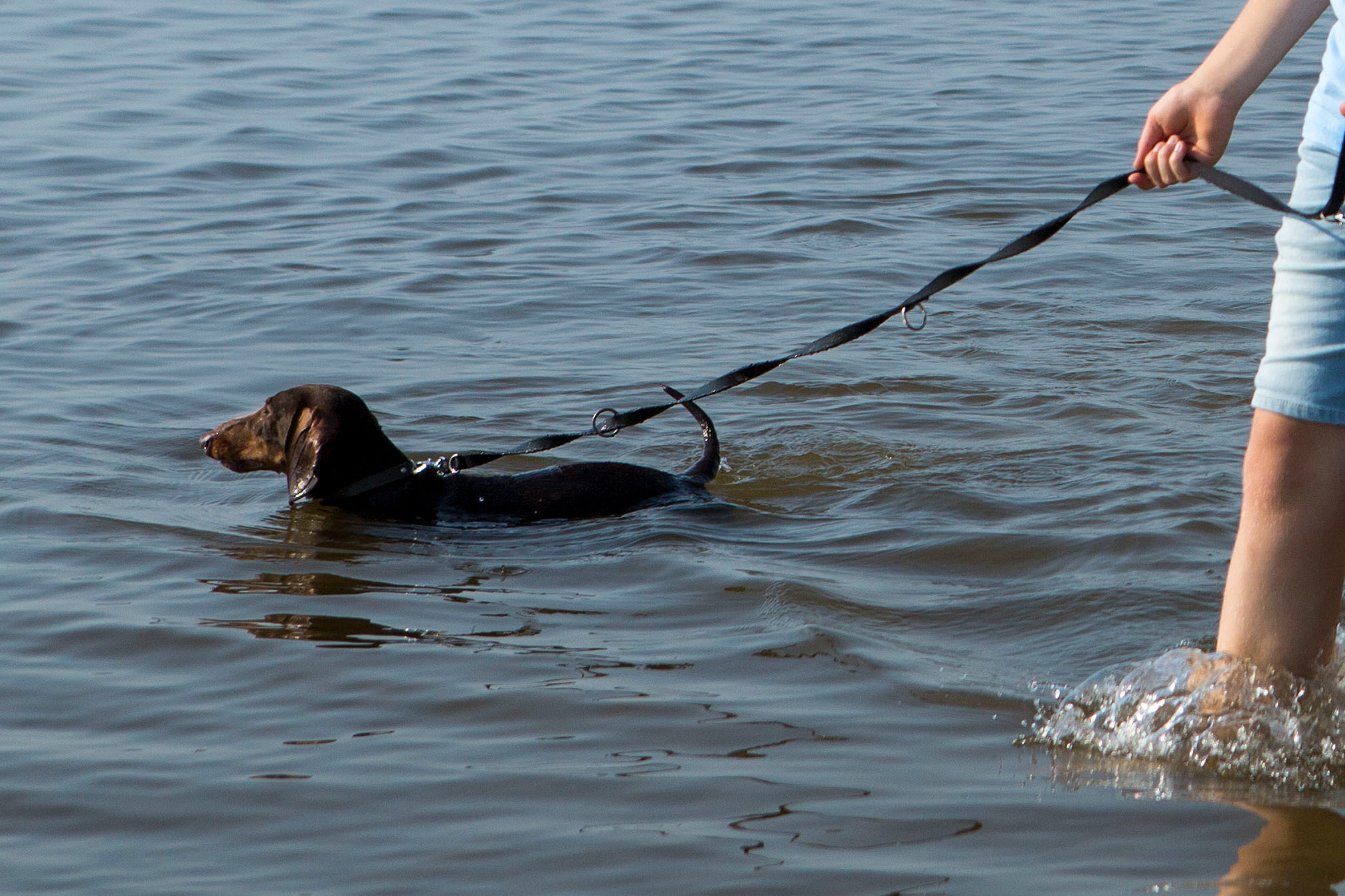 Hond zwemt in zee