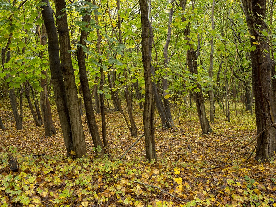 Herfst in het bos