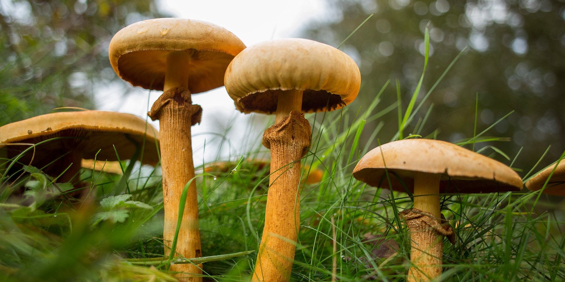 Paddestoelen in het bos