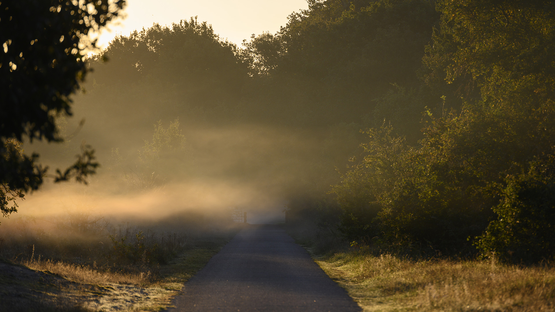 Nebliger Blick über den Wanderweg in den Dünen